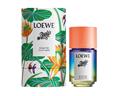 Loewe Paula's Ibiza Eclectic